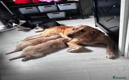 Golden Retriever dogs for sale: 🏡 2 Beautiful Male Golden Retriever Puppies - Image 3