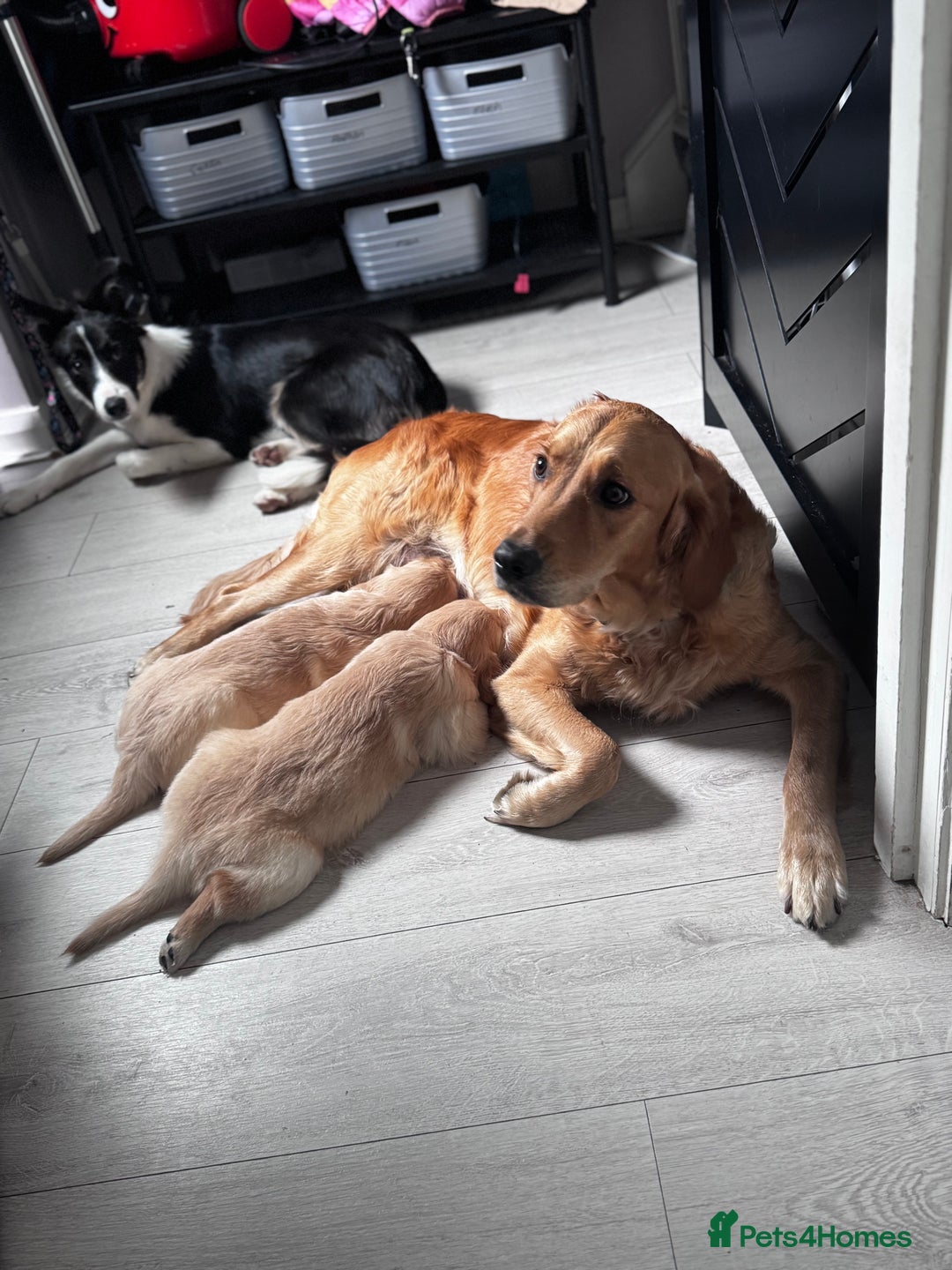 Golden Retriever dogs for sale: 🏡 2 Beautiful Male Golden Retriever Puppies - Image 3