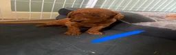 Mixed Breed dogs for sale: F1B cockapoos  - Advert 4