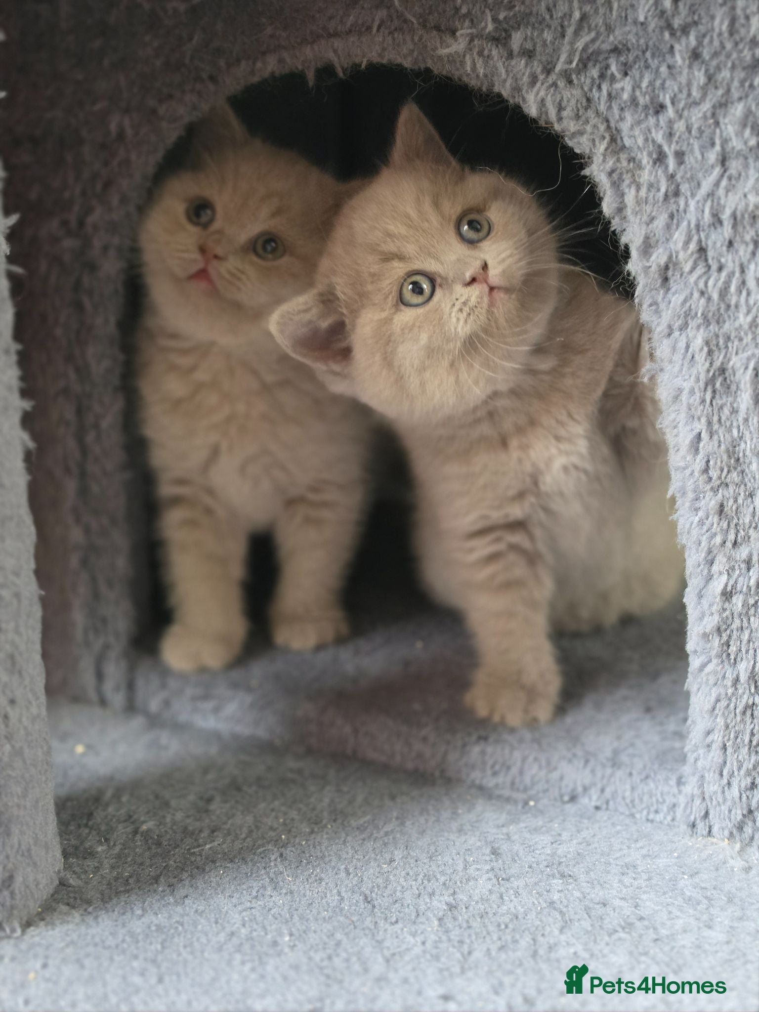 British Shorthair cats British Shorthair Kittens, 1 Boy & 2 Girls - Advert 1