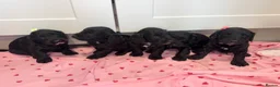 Cockapoo dogs for sale: Beautiful f1 cockerpoo puppies for sale  in Maidenhead - Advert 15