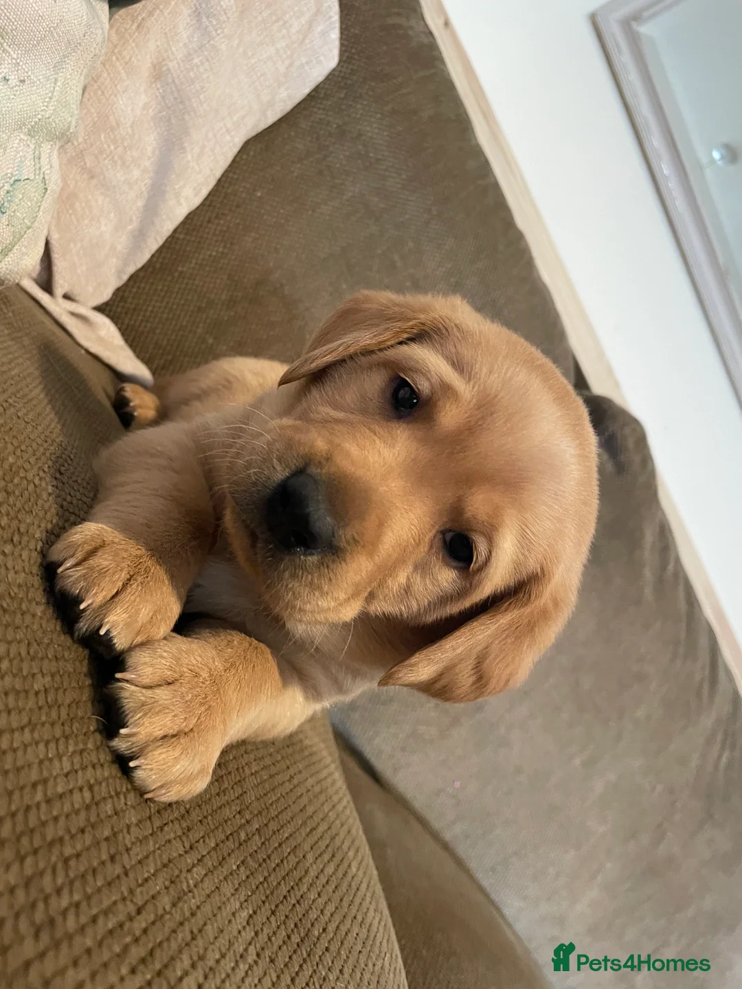 Labrador Retriever dogs for sale: Stunning chunky Labradors  in Boston - Advert 8