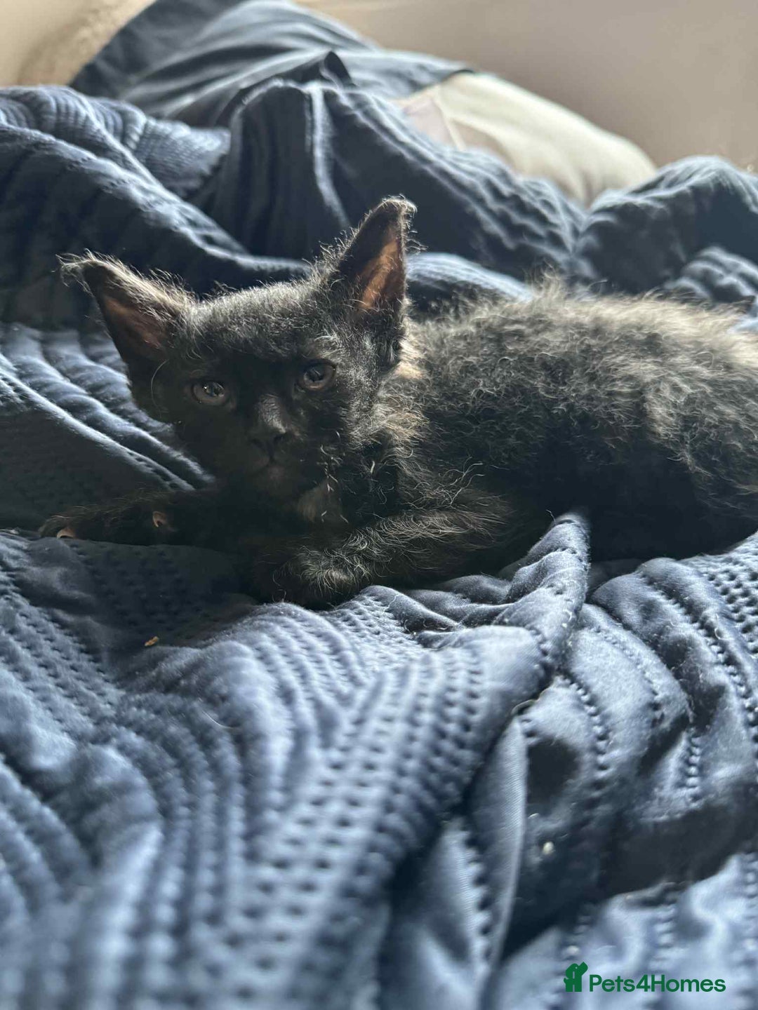 Mixed Breed cats for sale: Mixed breed kittens for sale  - Image 1