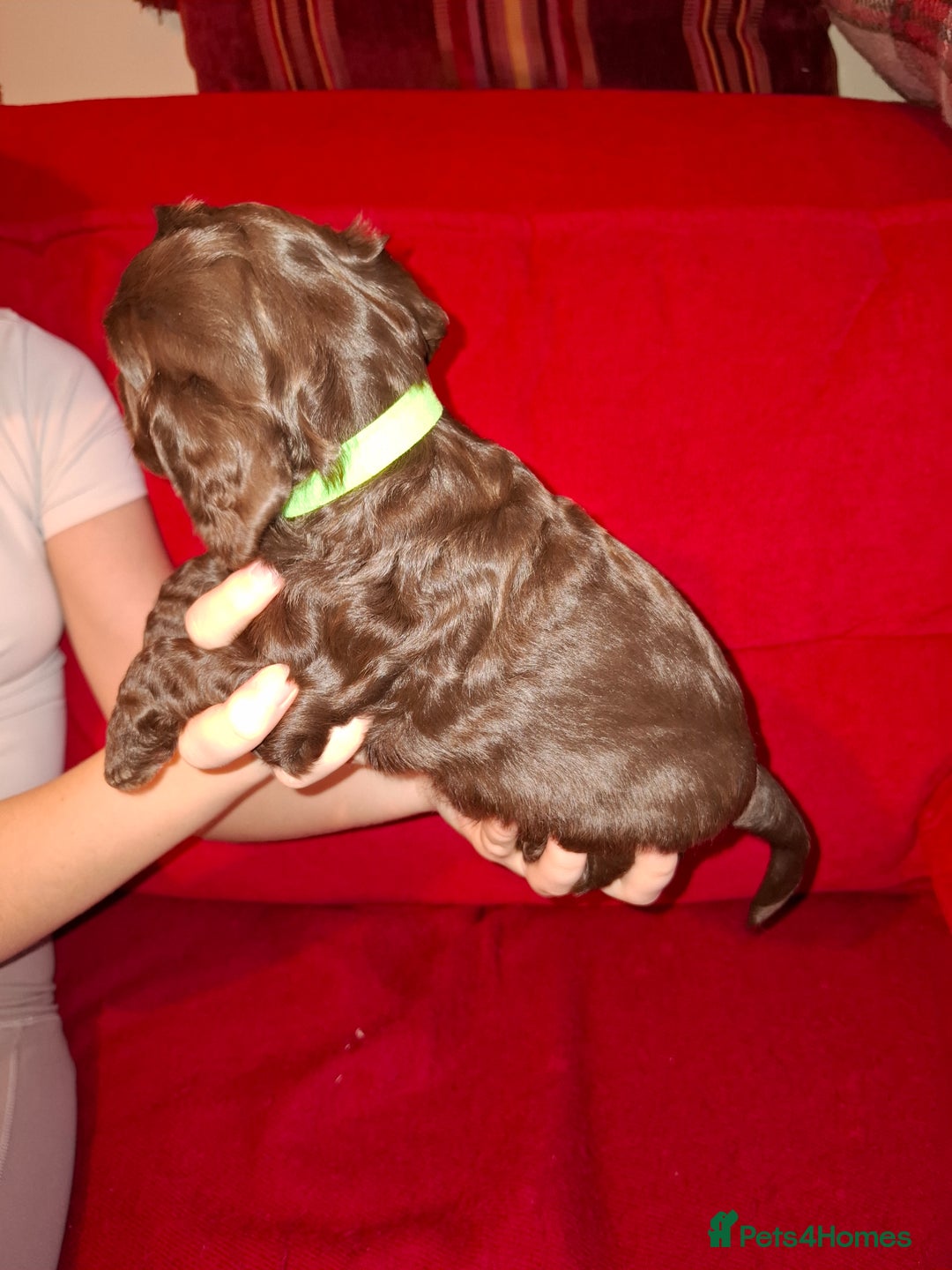 Cocker Spaniel dogs for sale: KC Registered Working Cocker Spaniel Puppies - Advert 12