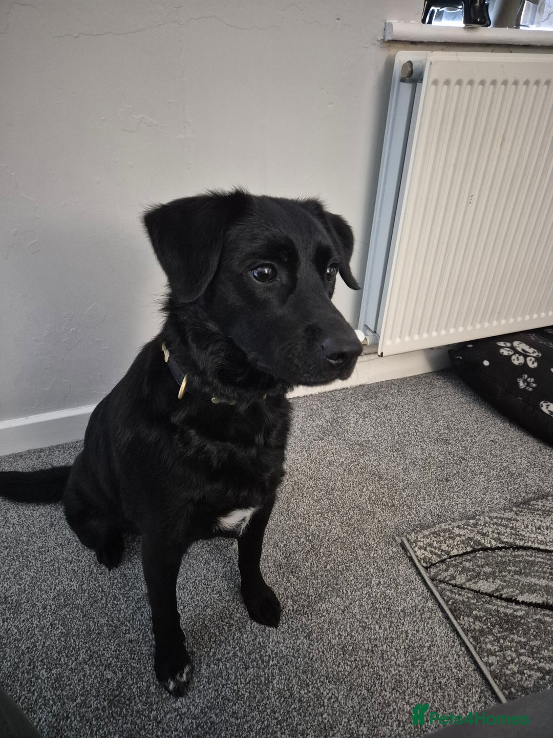 Borador dogs for sale: 2 year old borador  - Image 1