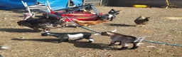 Goats livestock for sale: Pygmy Goats for sale x 4 (price reduced)  - Advert 5