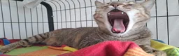 Mixed Breed cats for adoption: Little Joana - gentle loving girl - Advert 8