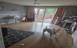 Mixed Breed dogs for sale: TINK  - Image 1