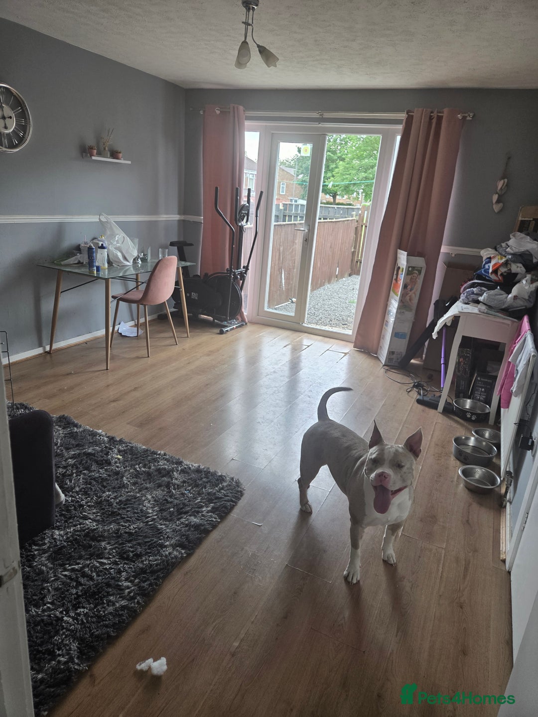 Mixed Breed dogs for sale: TINK  - Image 1