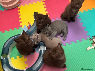 British Shorthair cats - Advert 8