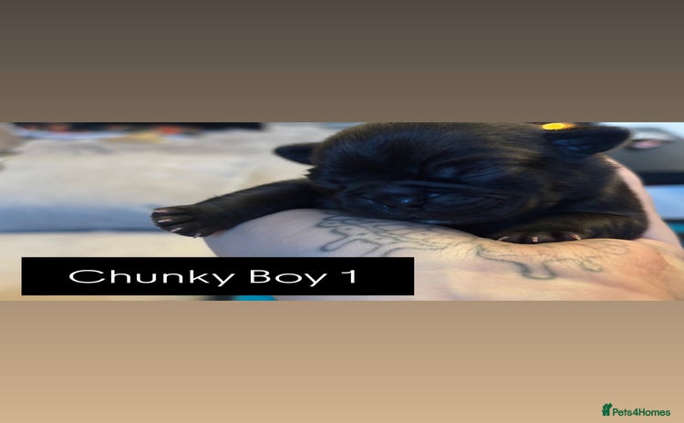 Mixed Breed dogs Puppies for sale - Advert 1