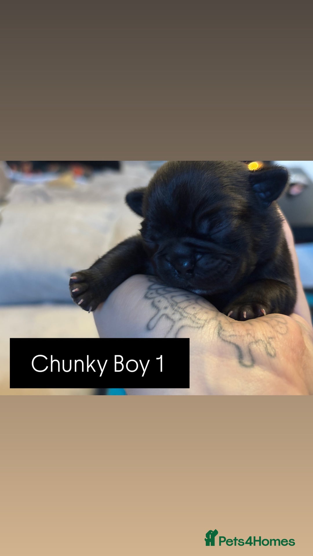 Mixed Breed dogs for sale: Puppies for sale - Advert 1