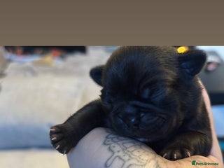 Mixed Breed dogs Puppies for sale - Advert 1