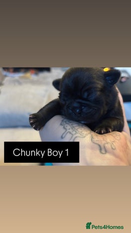 Mixed Breed dogs Puppies for sale - Advert 1