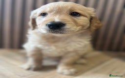 Mixed Breed dogs for sale: Golden mountain doodles  - Advert 9