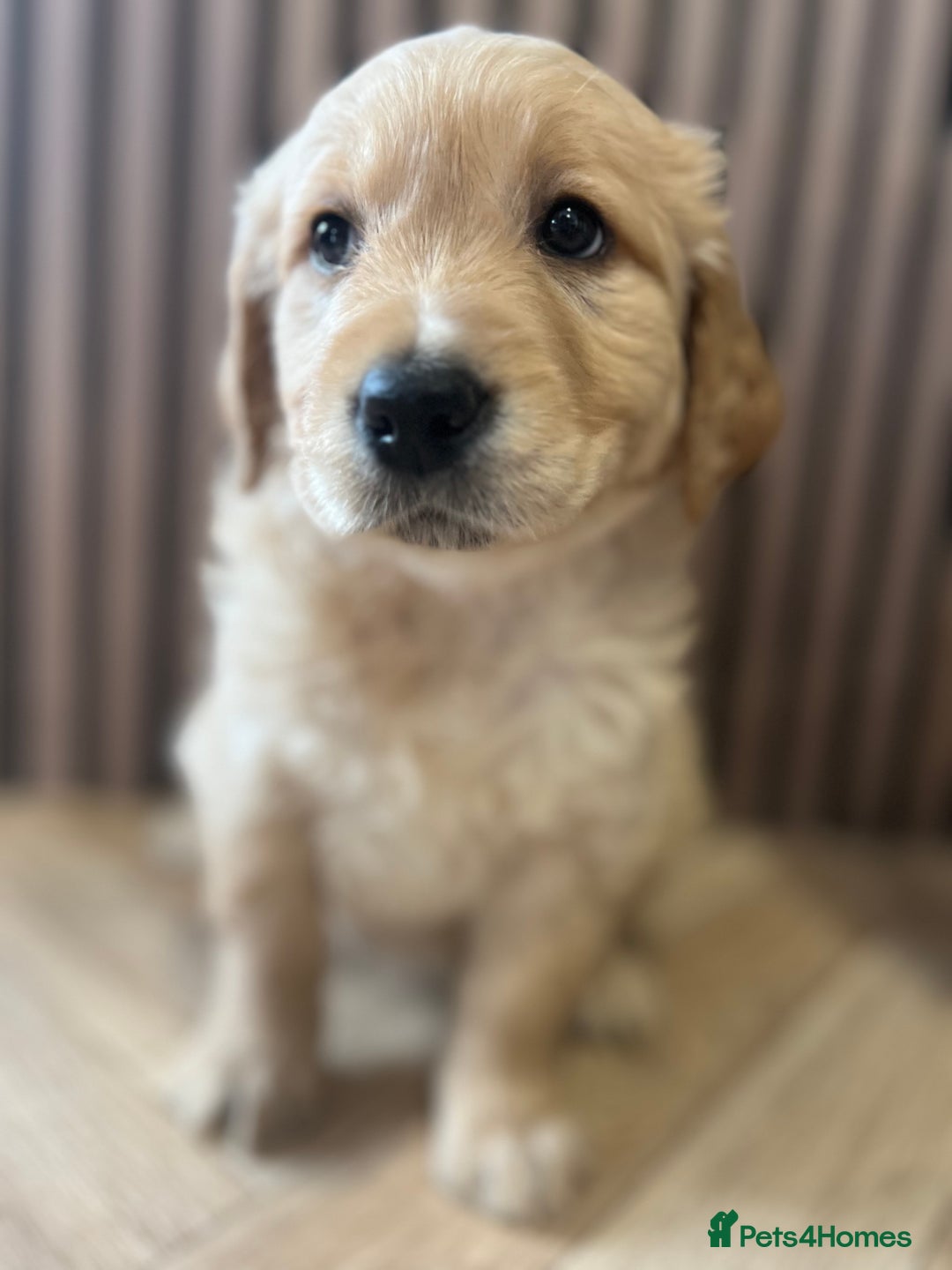 Mixed Breed dogs for sale: Golden mountain doodles  - Advert 9