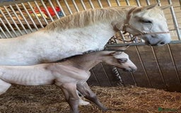 Connemara horses for sale: the ultimate school mistress🏡 - Advert 4