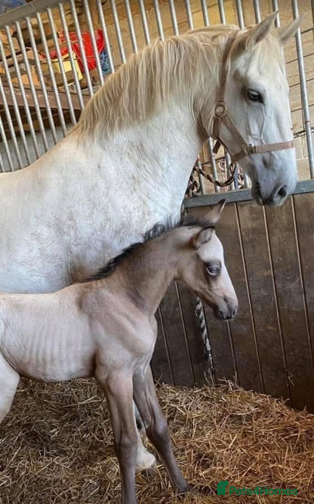 Connemara horses for sale: the ultimate school mistress🏡 - Advert 4