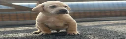 Labrador Retriever dogs for sale: KC REGISTERED LABRADOR PUPPIES - Advert 16