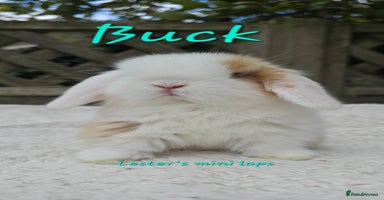 Mini Lop rabbits - Advert 1