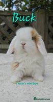 Mini Lop rabbits - Advert 13