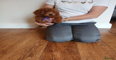 Cockapoo dogs - Advert 13