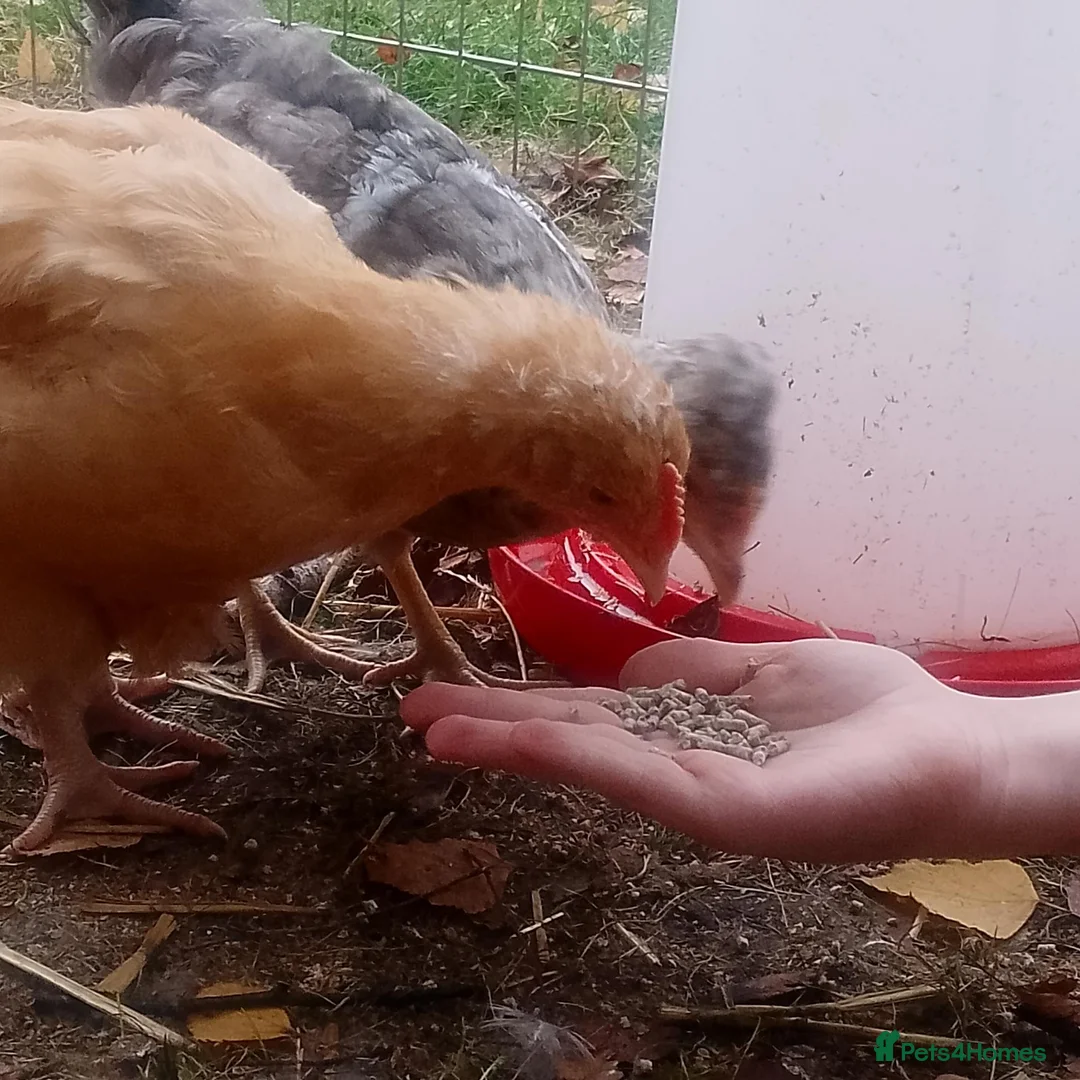 Chickens poultry for sale: Buff Orpington cockeral  in York - Advert 2