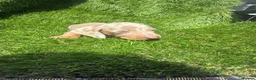 Dachshund dogs for sale: 🐾DWKC REG, DACHSHUND PUPPIES - Advert 16