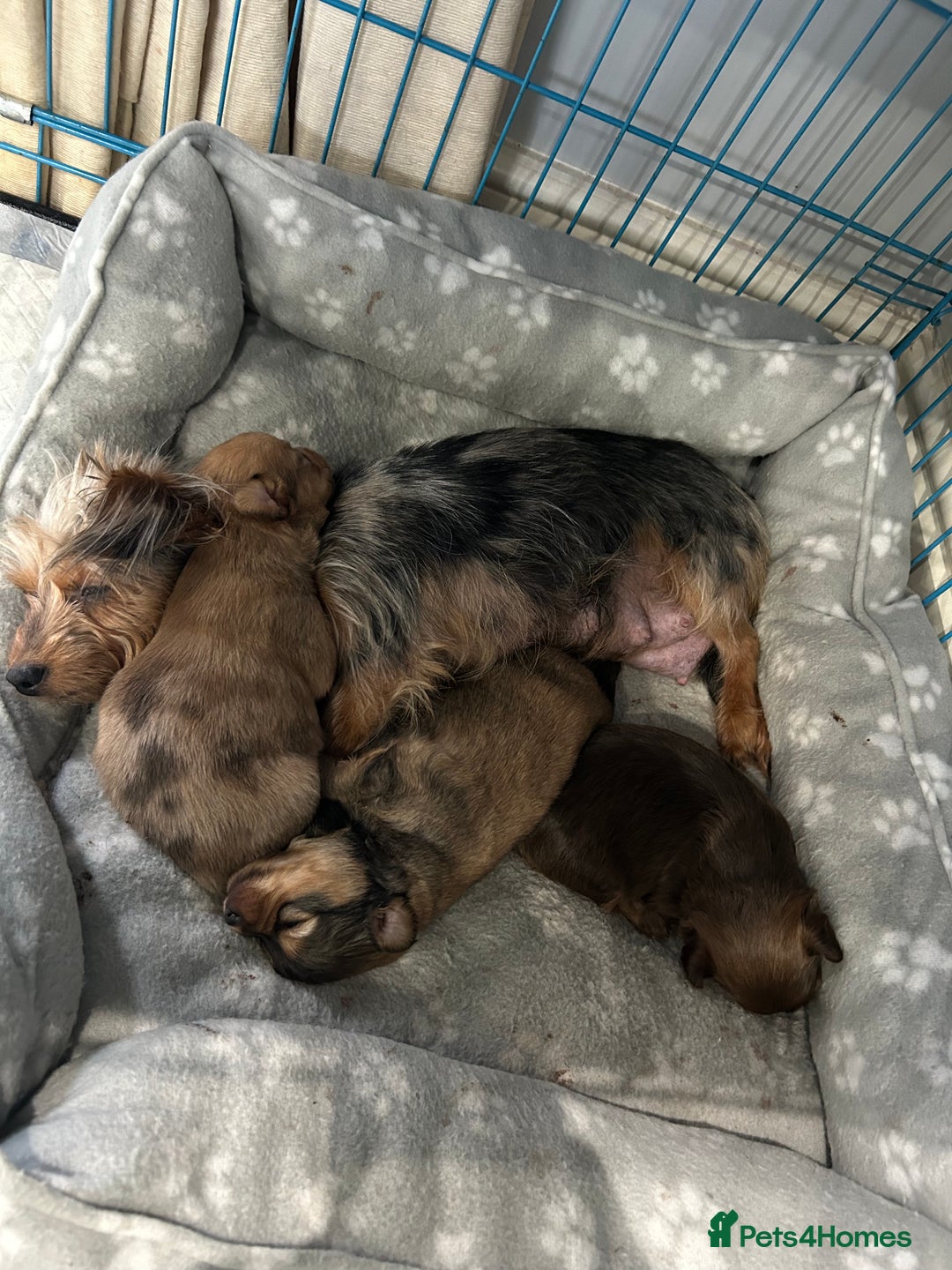 Mixed Breed dogs for sale: Miniature Dauchshund/ Pomeranian puppies for sale - Advert 40