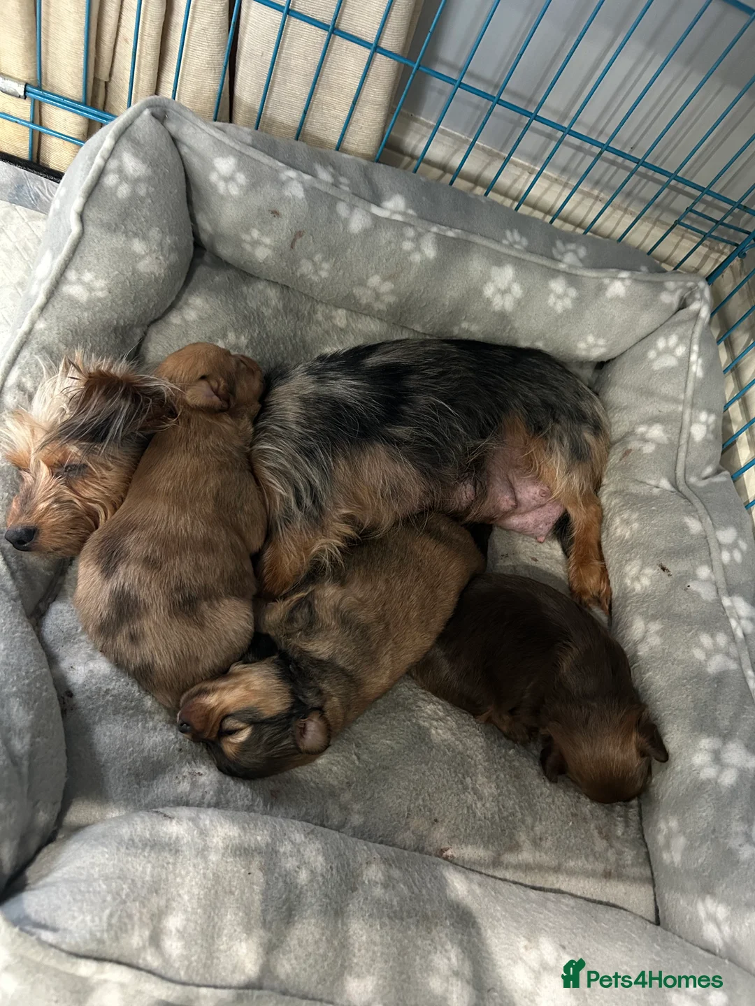 Mixed Breed dogs for sale: Miniature dachshund pomeranian sausage dog small  - Advert 20
