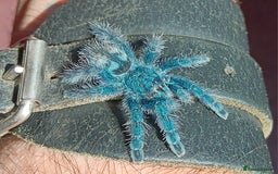 Spiders invertebrates for sale: Caribena Versicolor 4+cm spiderlings - Image 3