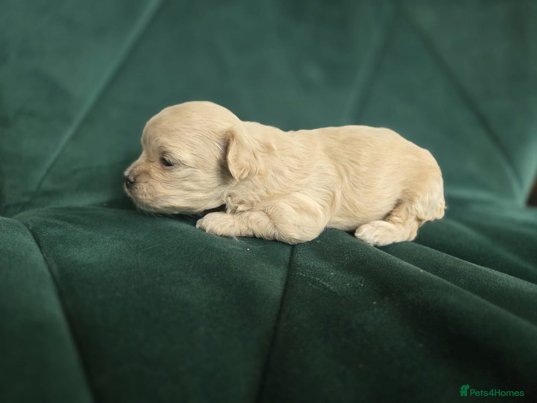 Maltipoo dogs for sale: 🐾 🐾3 Beautiful Maltipoo Girls Available! 🐾 - Image 8