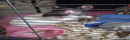 Rat rodents for sale: 3 x female rats 5 months  - Advert 1