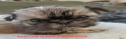 Shih Tzu dogs for sale: Clan of beautiful Shih tzu Toebeans  - Advert 10