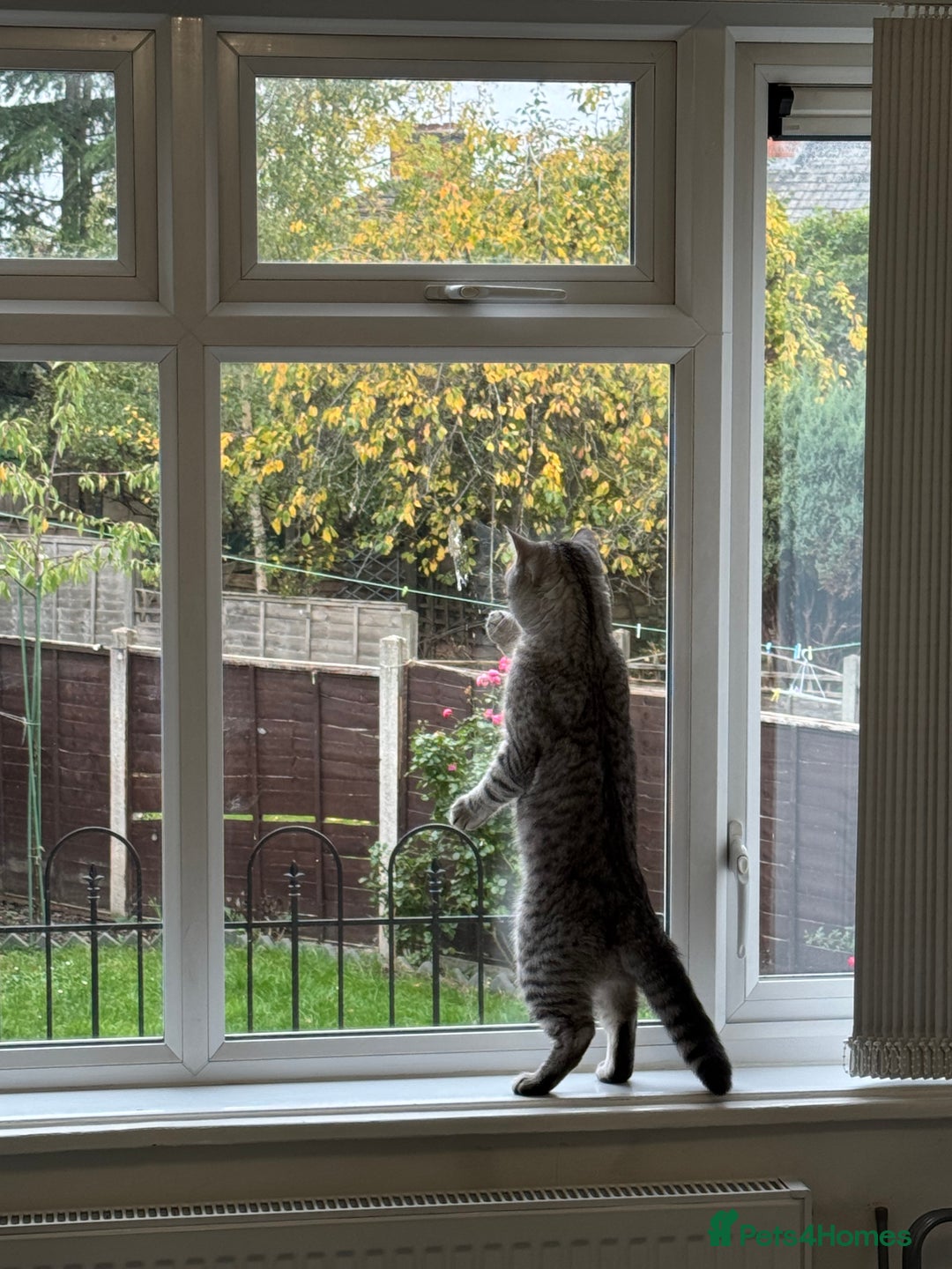 British Shorthair cats for sale: BSH Silver Tabby  - Advert 6