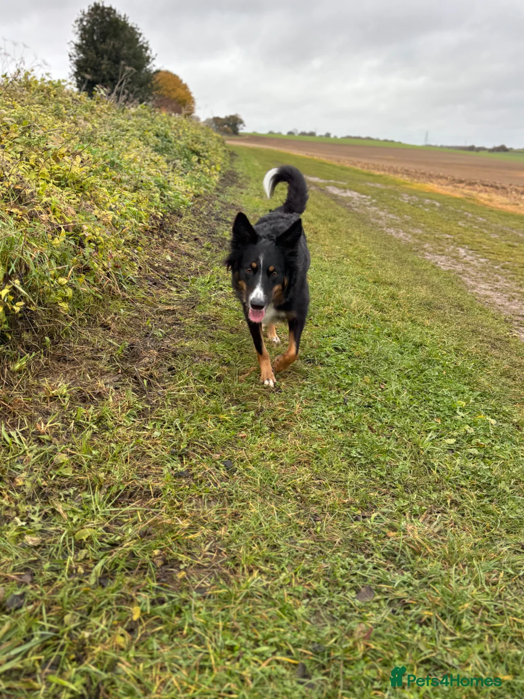 Border Collie dogs for sale: Beautiful Tri Border Collie, Experienced Home - Advert 2