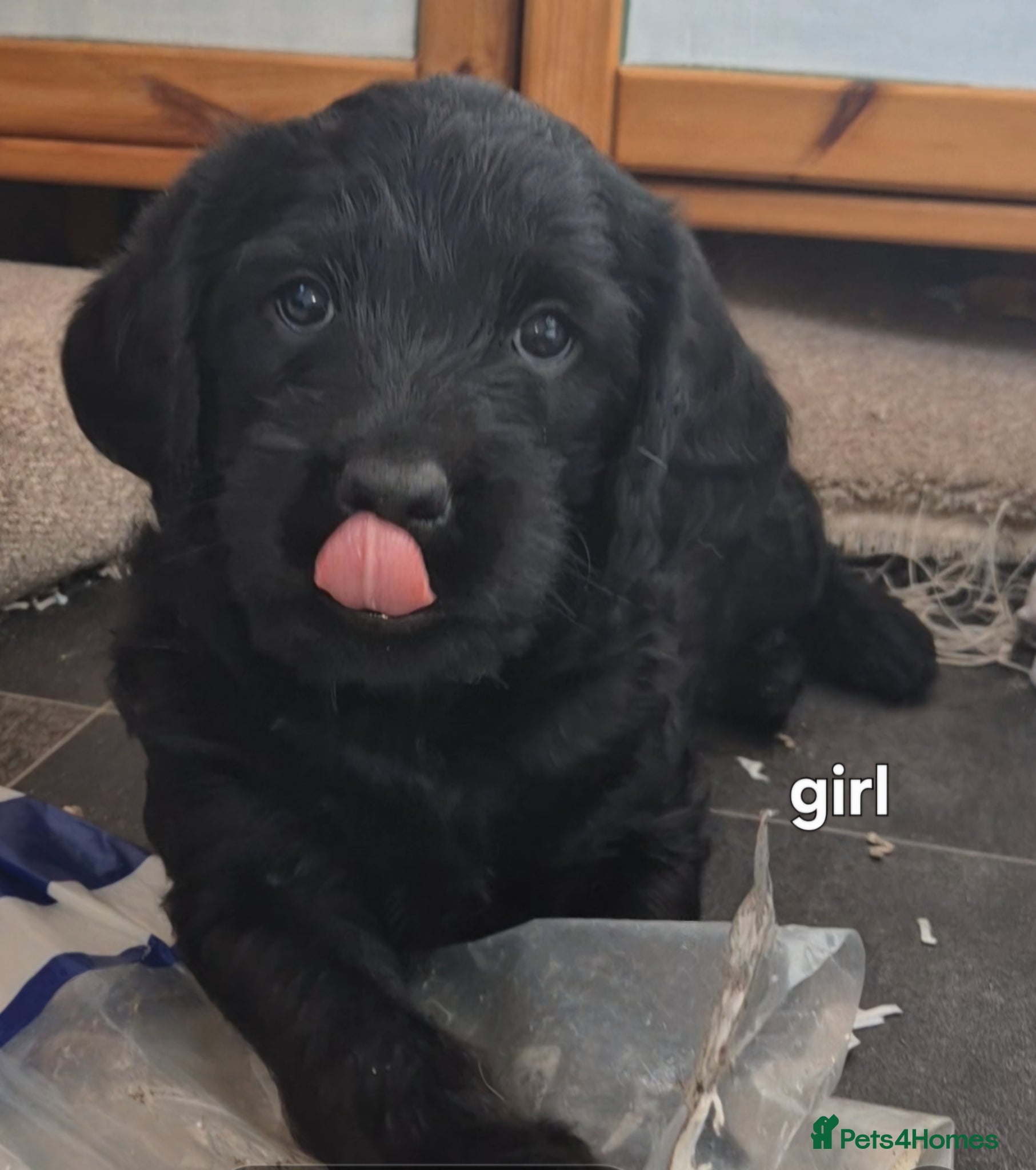 Labradoodle dogs Beautiful labradoodle puppies  - Advert 6