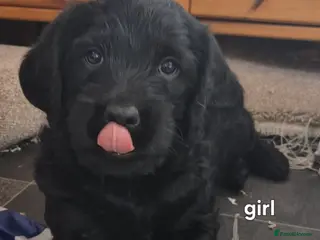 Labradoodle dogs Beautiful labradoodle puppies - Advert 6