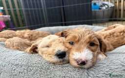 Goldendoodle dogs for sale: 🐶🐾🐶AUSTRALIAN DOUBLE DOODLE PUPPIES🐶🐾🐶 - Image 13