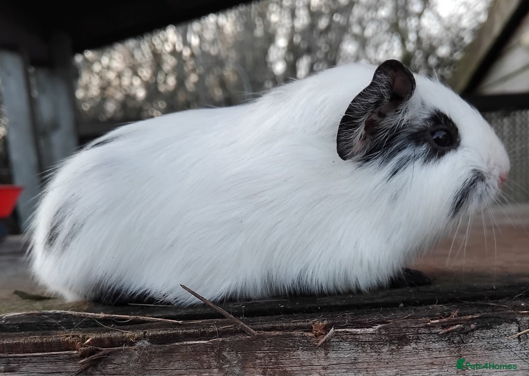 Guinea Pig rodents for sale: Swiss, Dalmation, Self Chocolate Boys and Girls - Advert 21