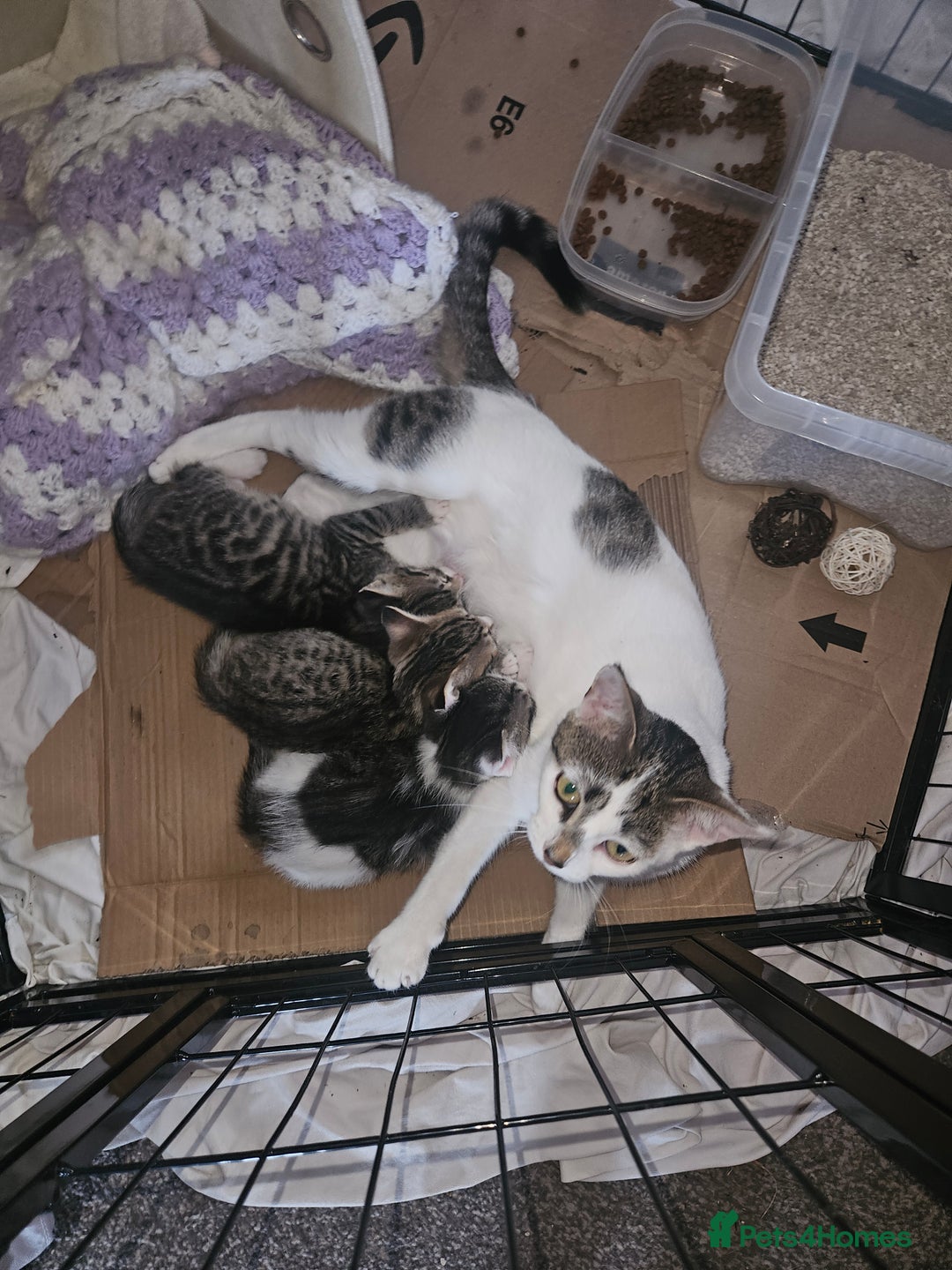 Domestic Shorthair cats for sale: Tabby kittens - Image 3