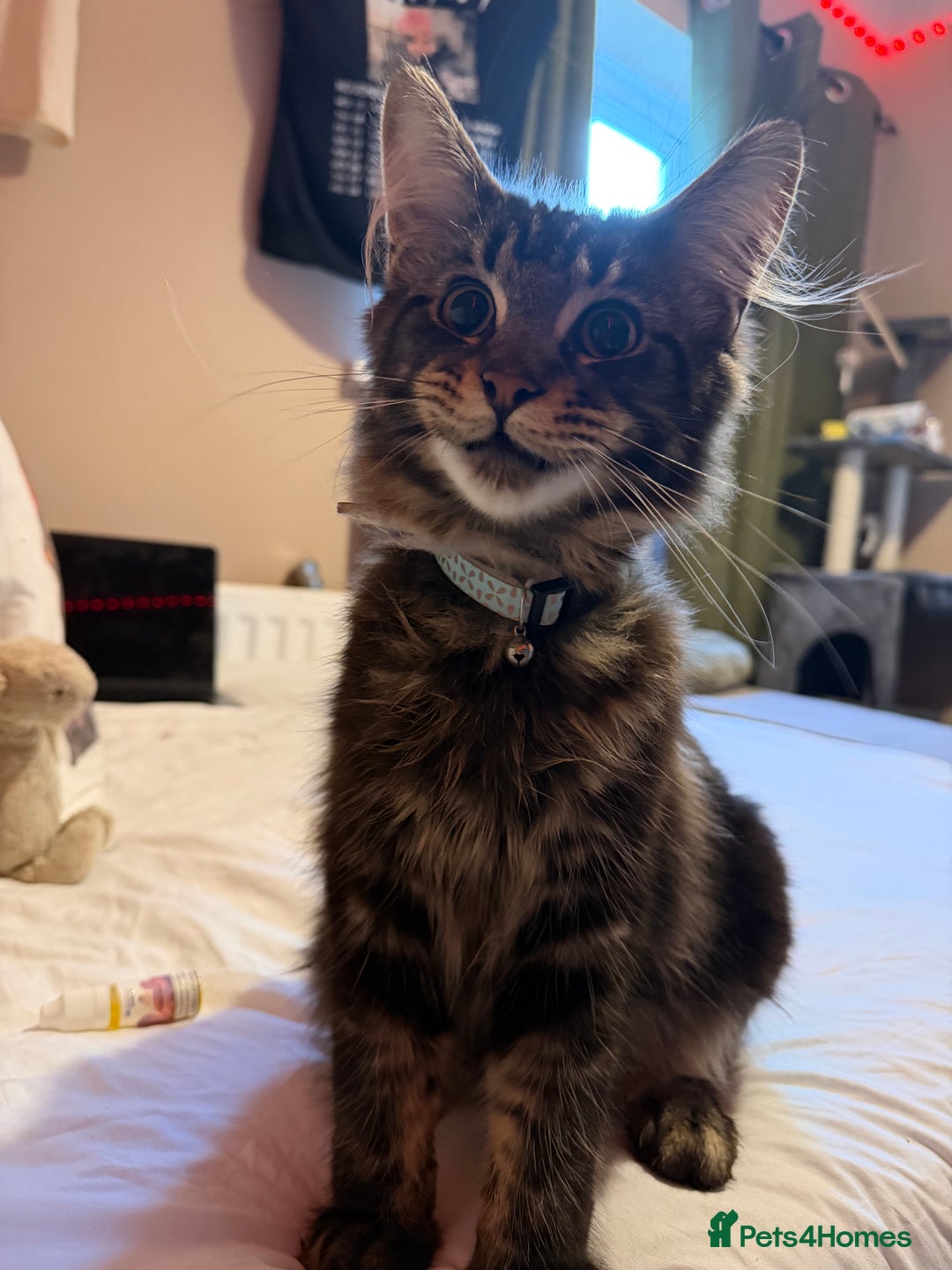 Maine Coon cats for sale: 6 Month Old Maine Coon. - Advert 1