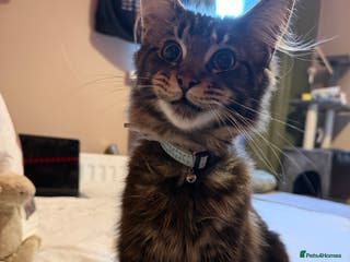 Maine Coon cats 6 Month Old Maine Coon. - Advert 3