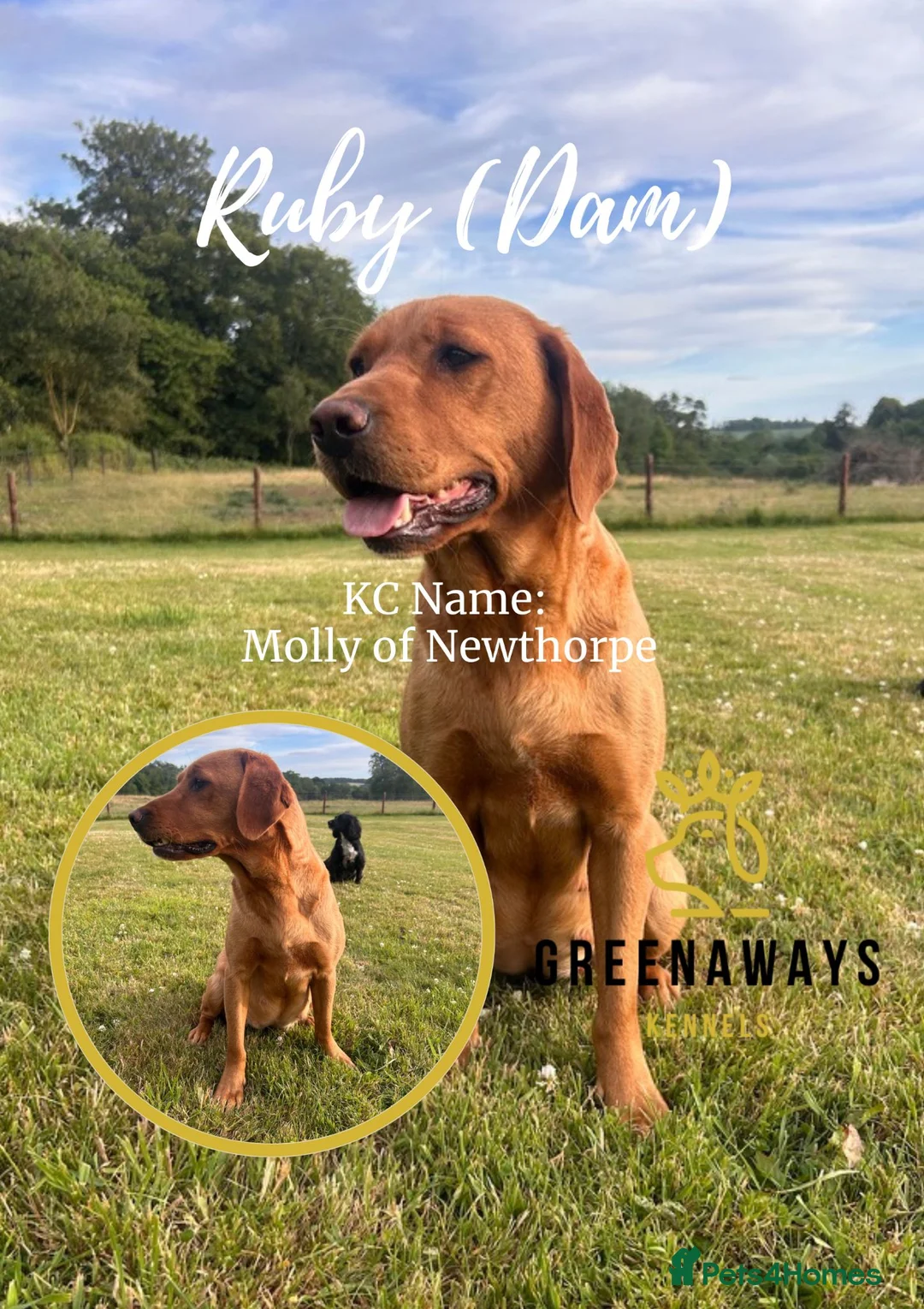 Labrador Retriever dogs for sale: 5-Star TESTED Red/Yellow Labrador Puppies Due Soon - Advert 1