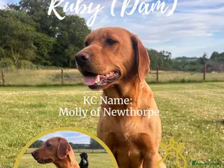 Labrador Retriever dogs 5-Star TESTED Red/Yellow Labrador Puppies Due Soon - Advert 1
