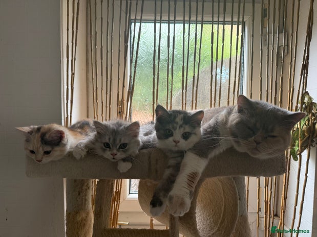 British Shorthair cats - Advert 1