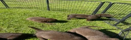 Labrador Retriever dogs for sale: KC chocolate Labrador puppies for sale - Advert 11