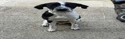 Mixed Breed dogs for sale: Hugo (8 months old) in Wallingford - Advert 3