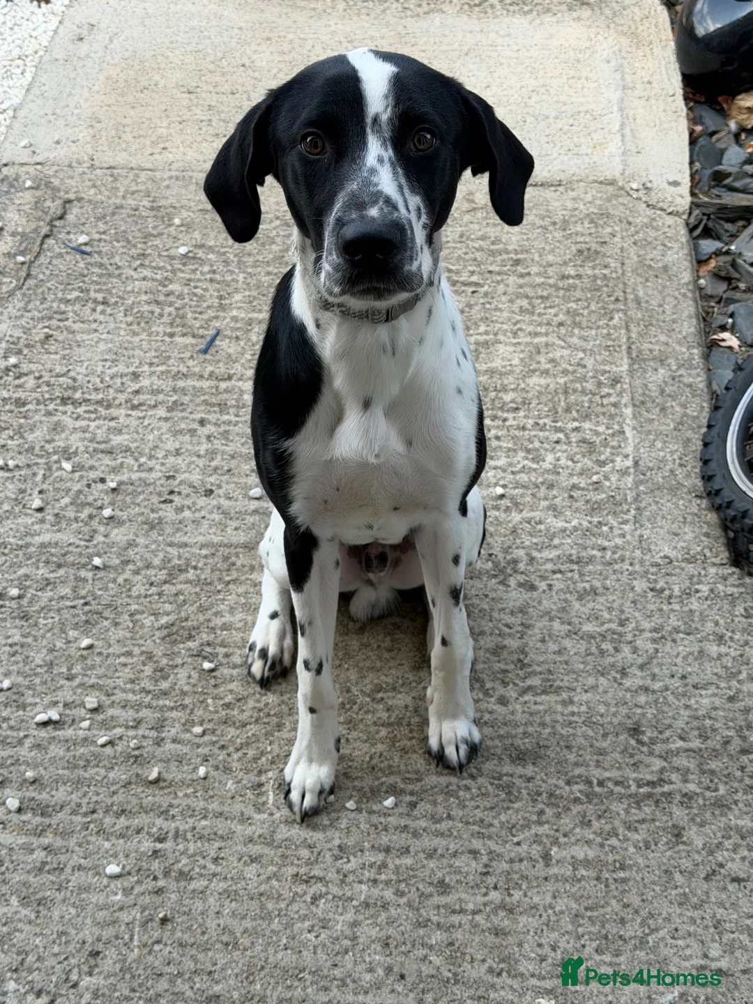 Mixed Breed dogs for sale: Hugo (8 months old) in Wallingford - Advert 3