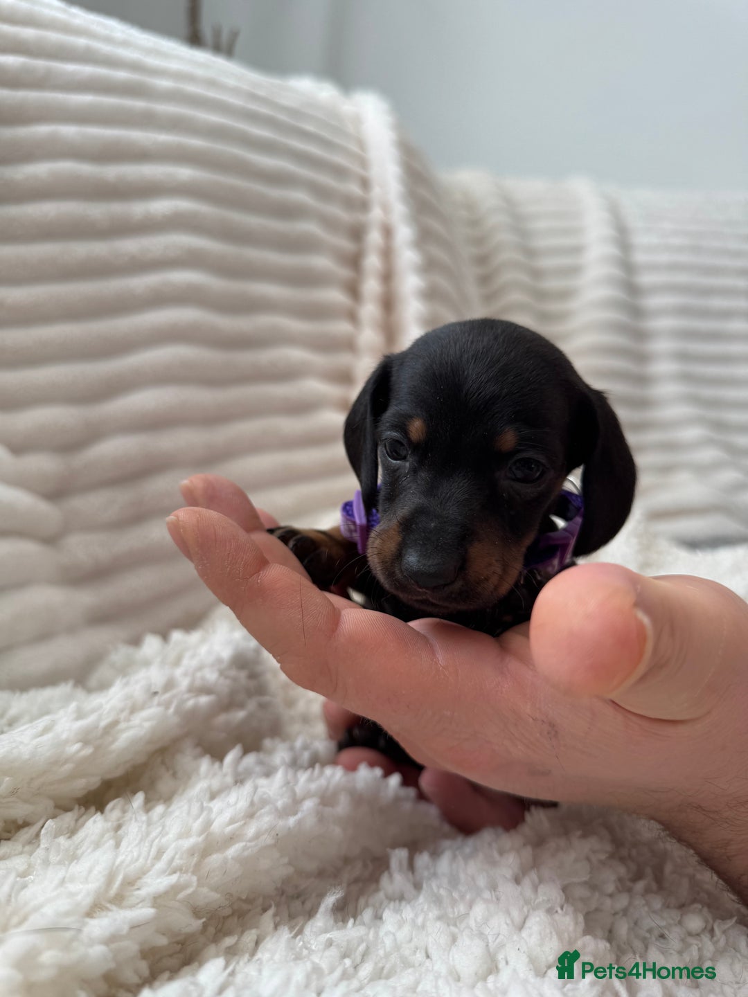 Miniature Dachshund dogs for sale: 8 Adorable miniature dachshund puppies - Advert 6